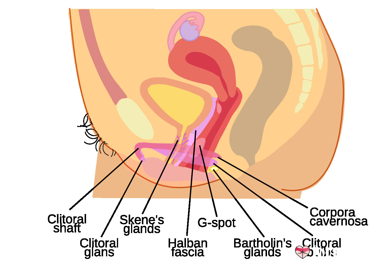 Secret Behind Female Pleasure, Is the G-Spot Real