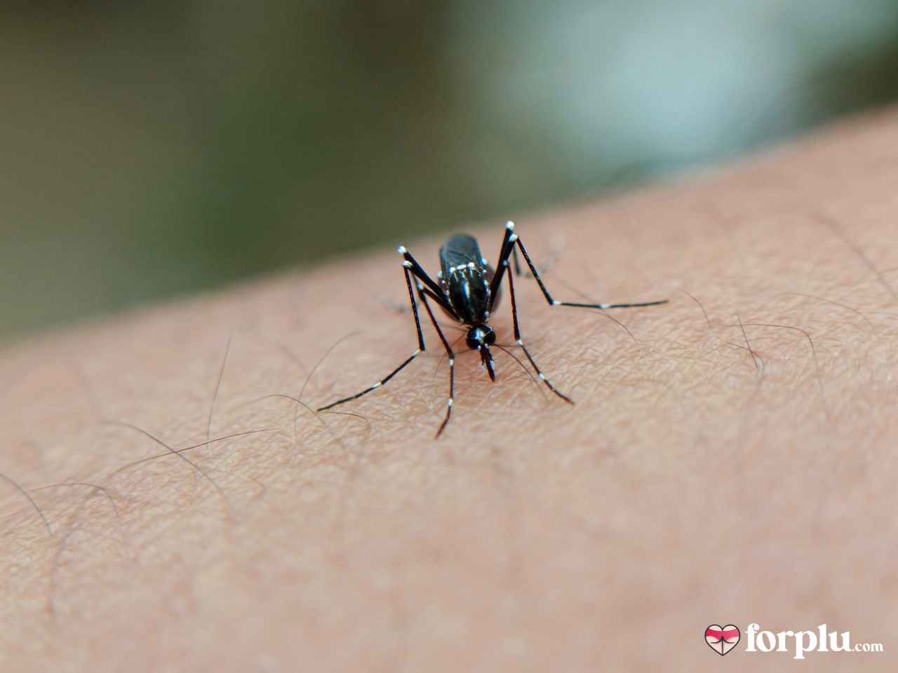 5 Essential Oils To Help Keep Mosquitoes Away When you Sleep Naked